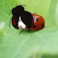 ggtag jeff_the_killer ladybug maya meme ongezellig // 200x200 // 4.7KB