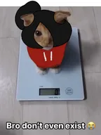 cat maya maya_cat meme meta:general_fanart tagme // 1015x1355 // 315KB